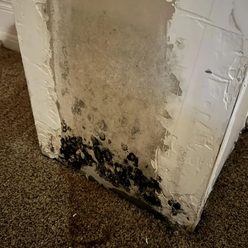 Professional Mold Removal in Boulder, CO